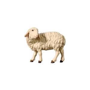 Sheep looking back