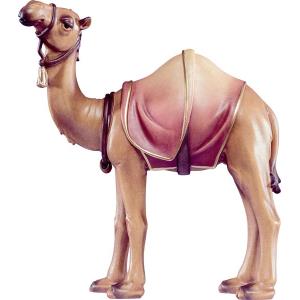 Camel Artis