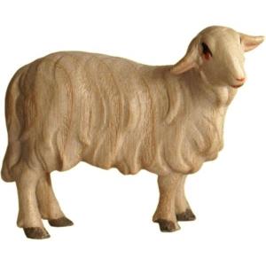 Sheep standing left