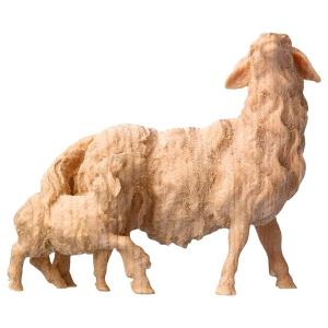 MO Sheep with lamb at it´s back