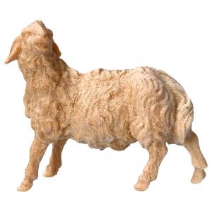 MO Sheep looking leftward