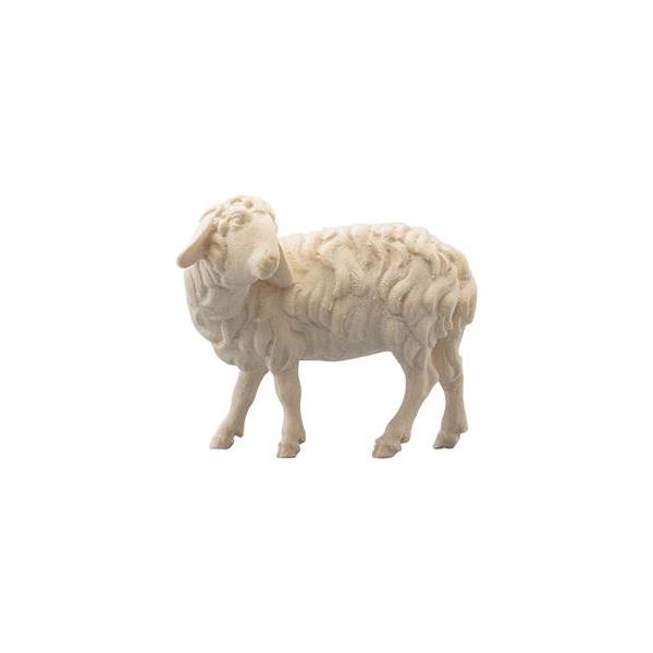 Sheep looking back - natural