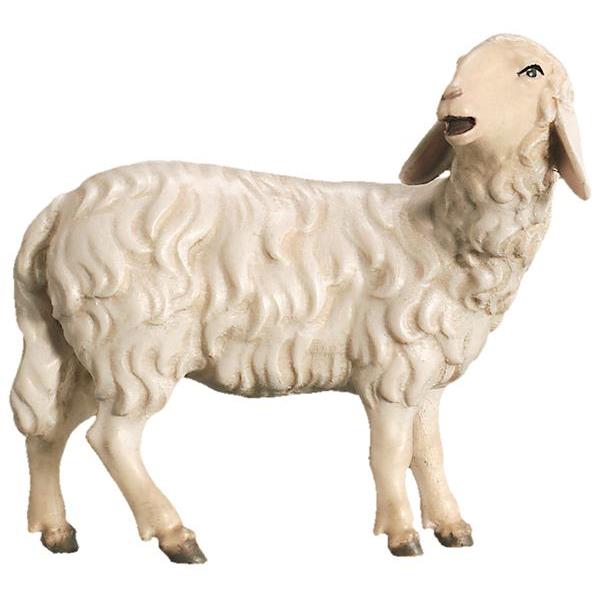 Sheep right looking - color