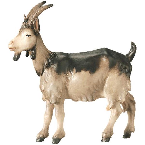 Goat - color
