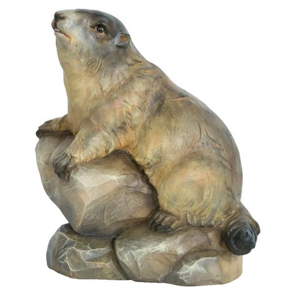 Marmot male - color