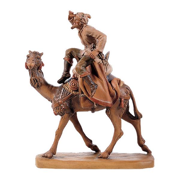 Camel with rider - color