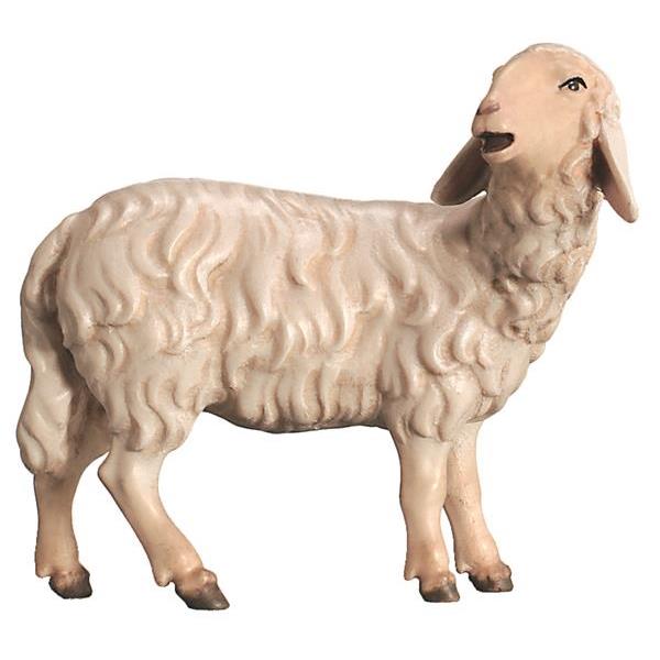 Sheep head turned - natural