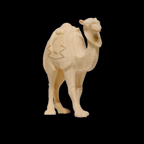 Camel - natural