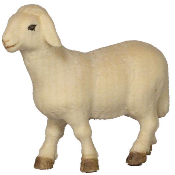 Standing sheep - color