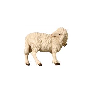 Sheep with bell