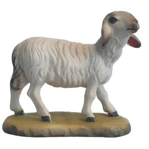 Sheep haid raised up