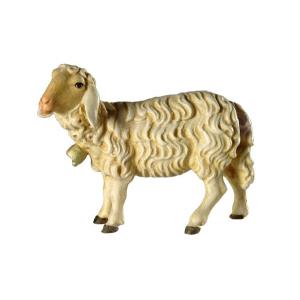 Pecora con campanella"B"