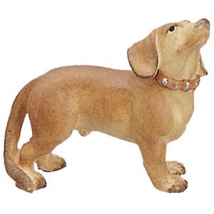 Cane