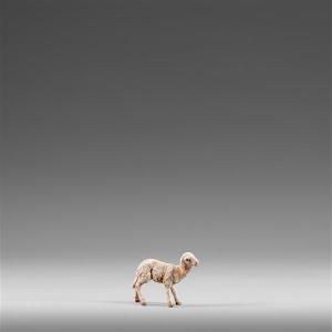 Agnello