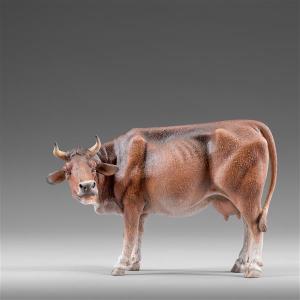 Mucca