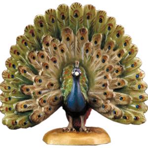 Peacock