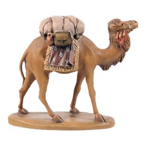 Camel