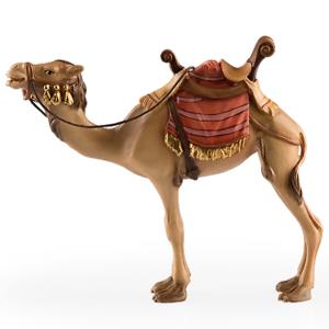 Camel