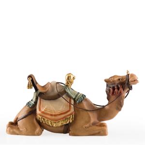 Camel lying down