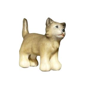 gatto