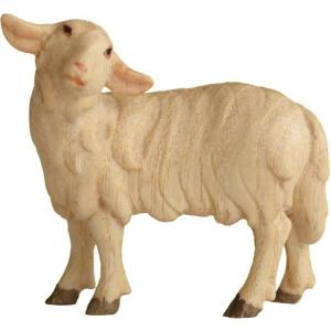 Pecora in piedi a destra