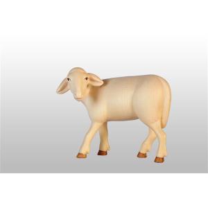 Pecora in piedi