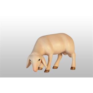 Pecora