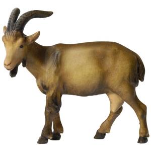 Capra - testa a sinistra