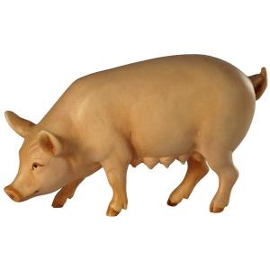 Maiale (scrofa)