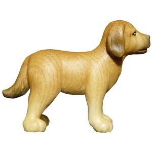 Cane  Labrador