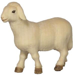 Pecora in piedi