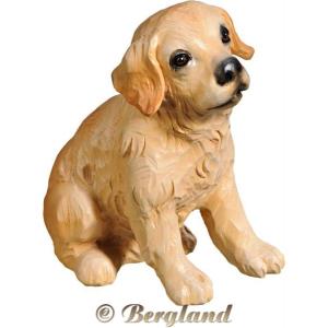 Cucciolo di Golden Retriever