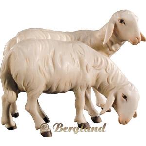 Pecore doppie