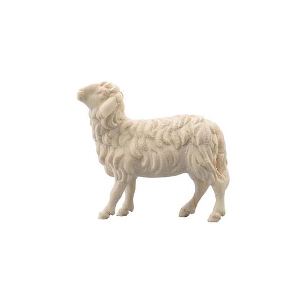Sheep looking left - natural