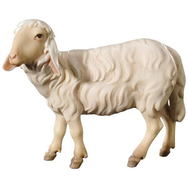 Sheep standing right - color