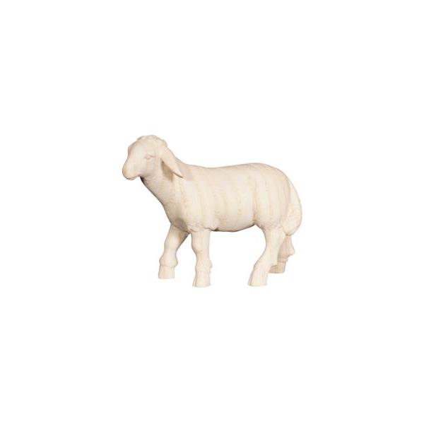 PE Sheep standing looking left - natural