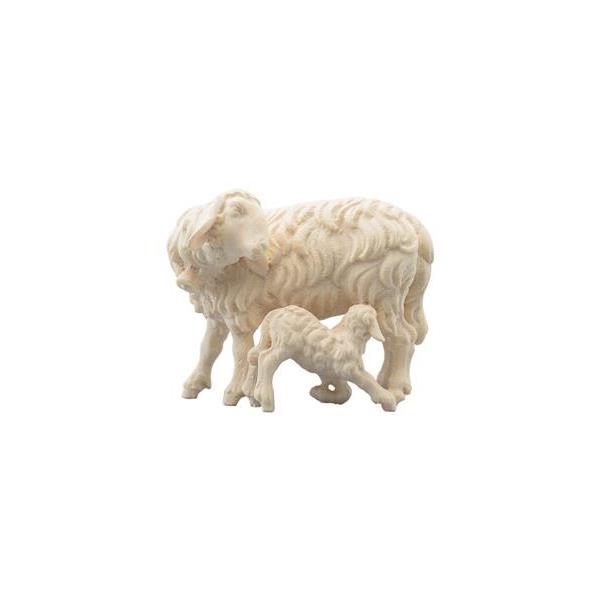 SI Sheep with lamb sucking - natural