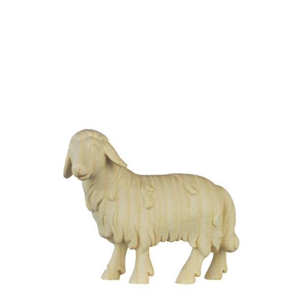 N-Sheep looking - natural