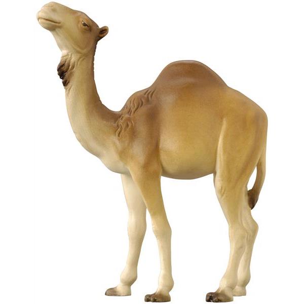 Camel modern - color