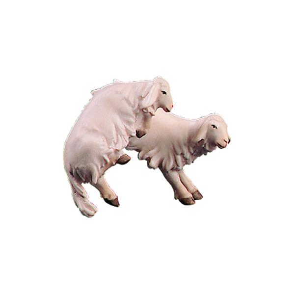 Lambs jumping for joy - color