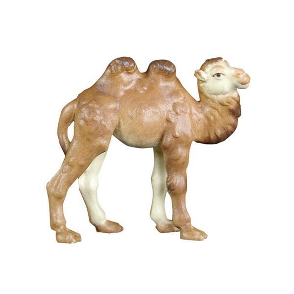 Camel Baby - color