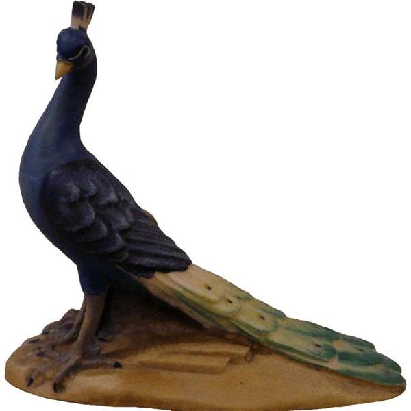 "Bar" Peacock - color